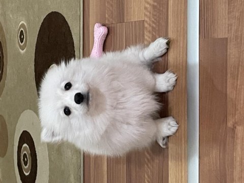 Sahibinden pomeranian boo sevgi dolu