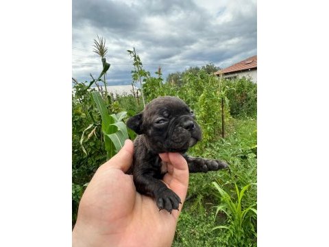 A kalite french bulldog yavruları yalova