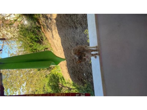 Ücretsiz kedimiz kimsesi yok lütfen havyan seven biri