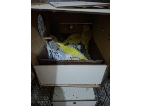 Muhabbet kuşlar