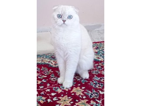 Scottish fold erkekler