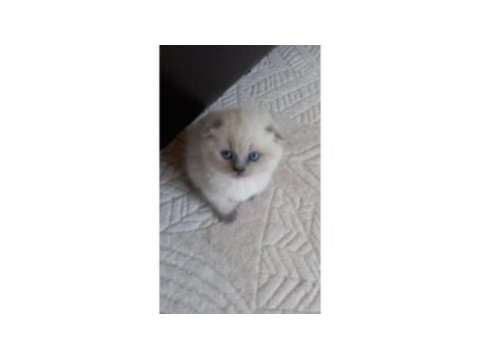 Safkan koca kafa bebek british shorthair yavrularım