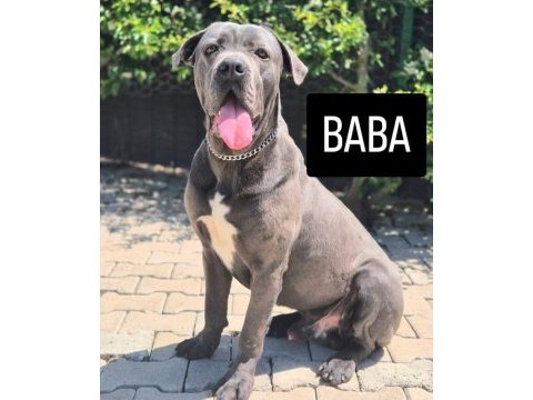 Cane corso blue köpeğimiz