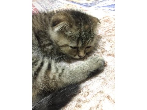 Bal suratlı scottish fold yavrumuza yeni yuva arıyoruz