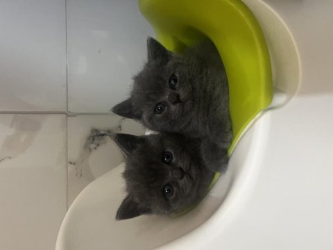 British shorthair bebekler