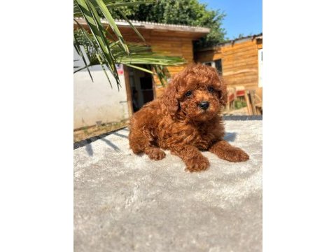 Red toy poodle yavrular