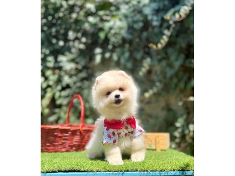 Pomeranian boo yavrum
