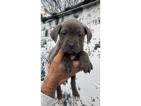Blue dev cane corso erkek ve dişi yavrular