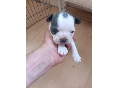 French bulldog yavrularımız