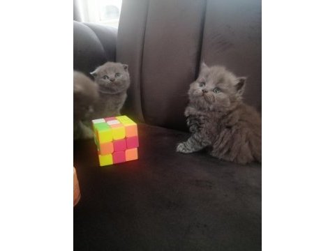 Scottish fold yavru antalya