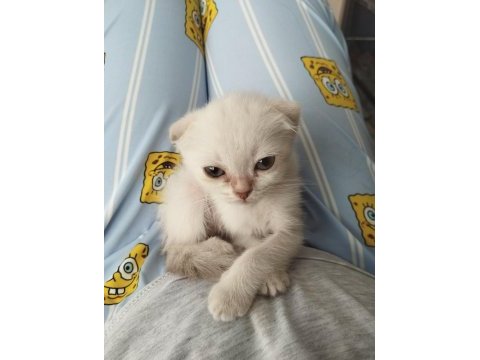 Dişi ve erkek son scottish fold yavrular