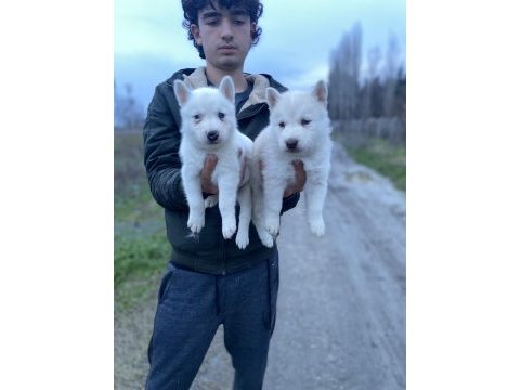 Üst kalite beyaz mavi göz husky yavrular