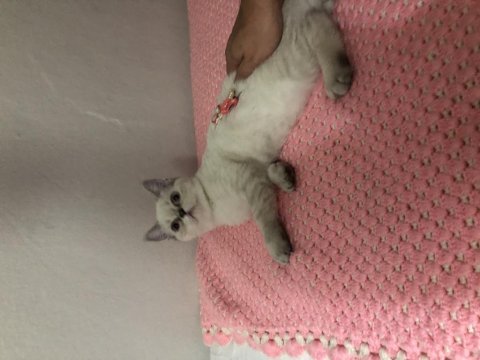 Yuva arıyoruz exotic shorthair