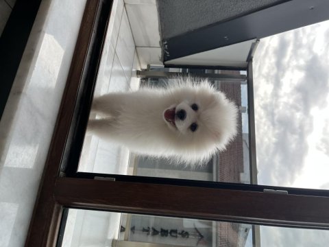 Erkek beyaz pomeranian