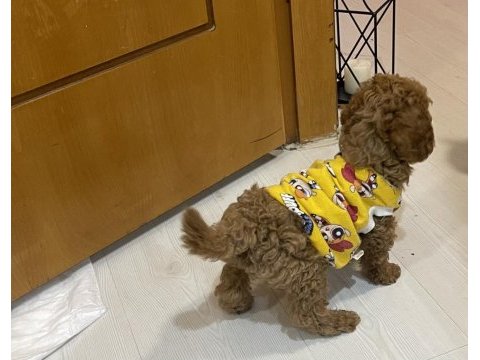 Erkek yavru poodle hemen teslim