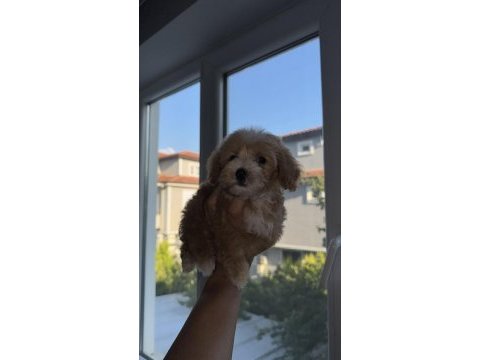 Daha iki aylık cavapo toy poodle