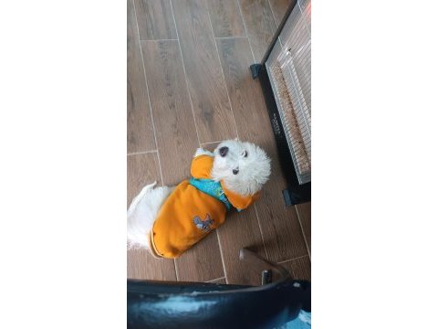 4 aylık yavru köpeğim