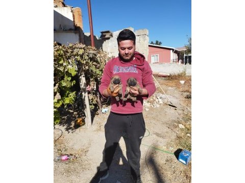 Rezerveye açık chow chow çin aslanı yavrularımız