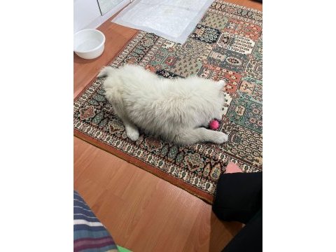 3 aylık samoyed