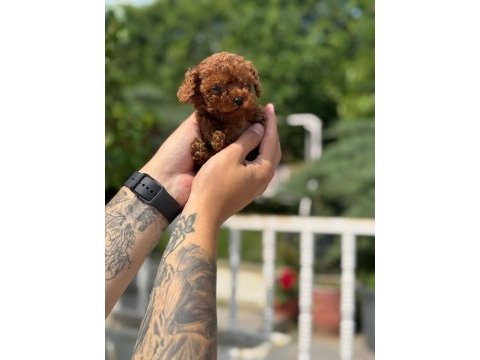 Ankaranın değil türkiyenin en iyisi kore toy poodle