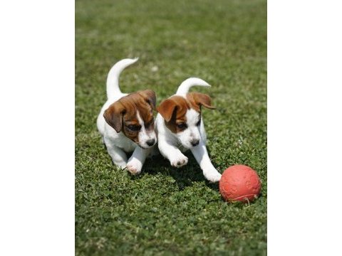 Fcı-kıf şecereli safkan dişi jack russell yavrularımız