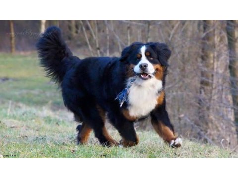 Dağ köpeği bernese yavruları çiftlikten