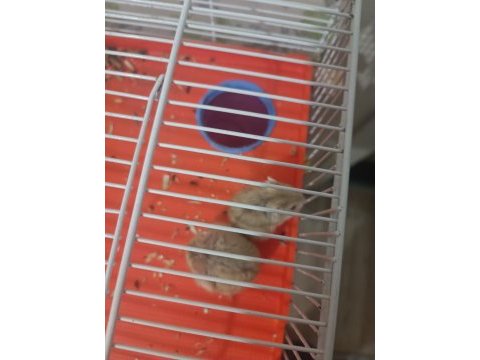 Kahverengi hamster yavrular