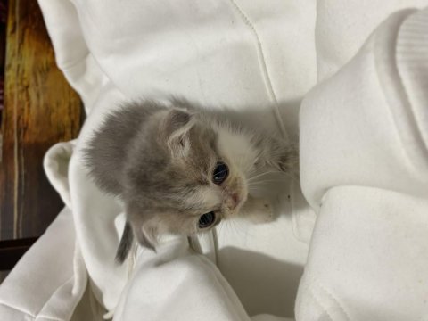 Veteriner hekim kontrolünde büyüyen scottish fold yavrular