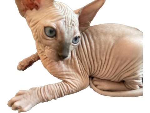 Safkan sphynx (sfenks) 2 aylık, 1 erkek 2 dişi