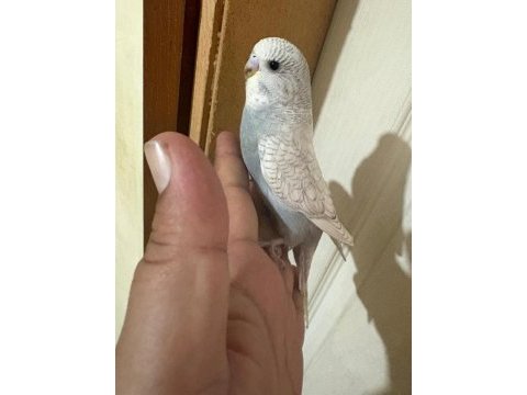 29 günlük kusursuz muhabbet kuşu bebek