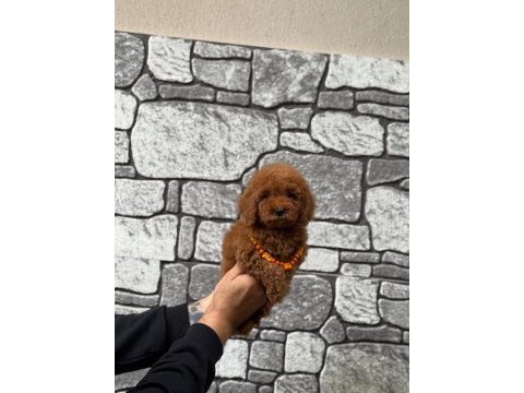 Toy poodle erkek bebek köpeğimiz