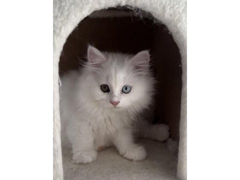 Erkek ve dişi cins yavru british longhair kediler