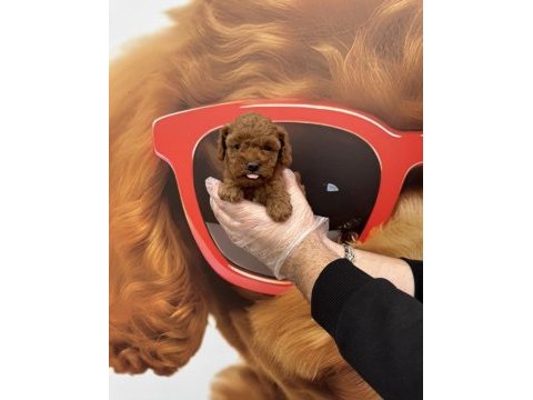 Toy poodle babyface yavrularımız