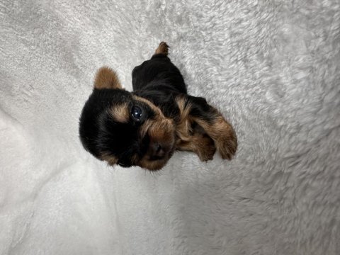 Mikro teacup yorkie