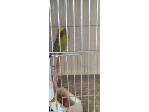 Jumbo show jumbo muhabbet kuşları mevcuttur yavru ve çift