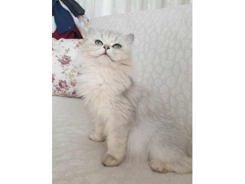 Uygun yeşil gözlü british longhair prenses