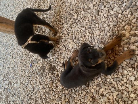Prenses dişi rottweiler yavru