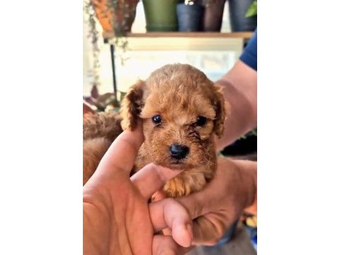 Teacup poodle mınıklerle tanıstınız mı ?