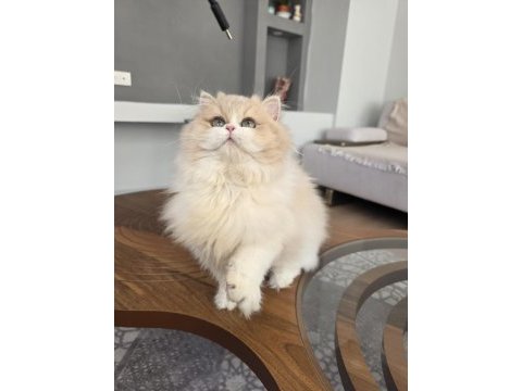 British longhair kedilerim