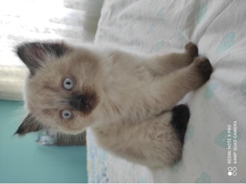 Blue point cinsi british shorthair acil sahiplendirmem lazım