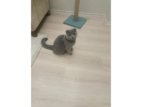 5 aylık erkek scottish fold