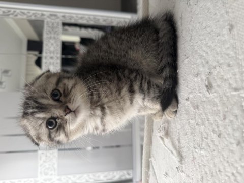 Yavru kedilerimiz yeni yuvasına gitmeye hazır