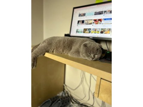 Scottish fold yaşında