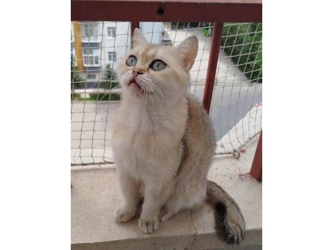 British shorthair ny11 dişi 1.5 yaşında