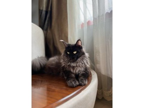 Saf kan dev xxl boy maine coon yavruları