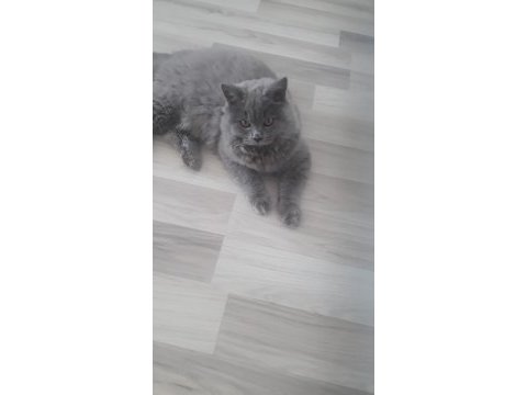 British longhair erkek