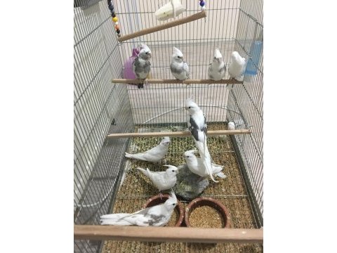 Yavru yetişkin mevcut kendi adıma bilezikli sultan papağanı