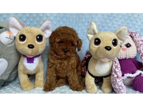 Safkan toy poodle