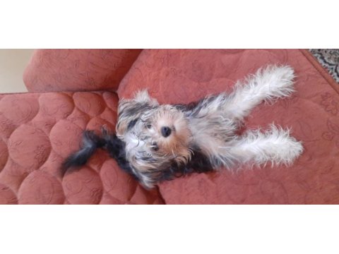 Çok sevimli bir yorkshire terrier yavrusu