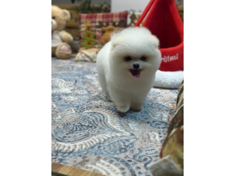 Oyuncak teddy pomeranian boo